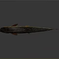 Realistic Silver Orange Fish with Detailed Fins and Tail on Gray Reflective Background