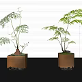 Fern Bonsai Plants In Copper Square Pots On Gray Floor With White Louvered Background