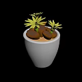 Yellow Flowering Succulent Plants in White Ceramic Pot with Brown Pebble Substrate