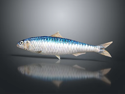 Fish Freshwater Fish Sea Fish Animal Game Animal Cartoon Animal PBR Animal Realistic Animal 3d model