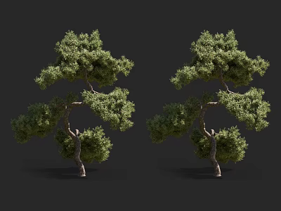 Two Elegant Pine Trees With Curved Trunks Lush Foliage Isolated On Dark Background 3d model