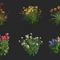 Colorful Flower Plants with Red Yellow Pink White and Blue Blooms and Green Leaves