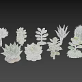 Diverse Succulent Plants Collection With Various Shapes Textures And Green Foliage