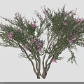 Vibrant Blooming Plant With Multiple Trunks Green Foliage And Pink Flowers