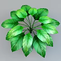 Lush Indoor Green Plant With Large Vibrant Leaves And Healthy Foliage