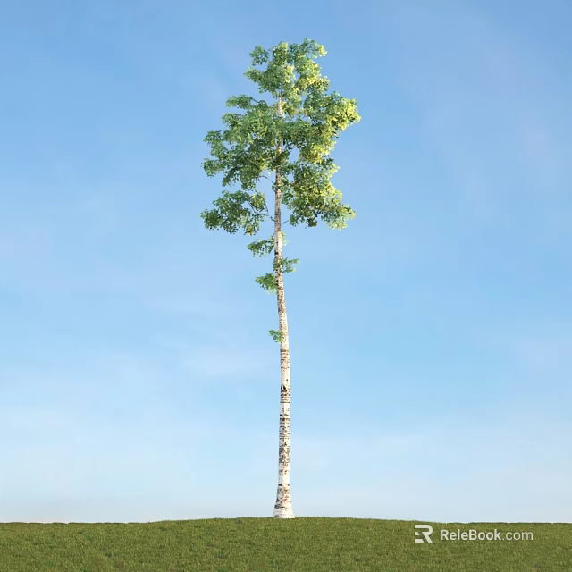 Tall Green Leafy Tree With Straight Trunk Against Clear Blue Sky 3d model