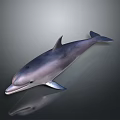 Realistic Marine Dolphin Creature With Shiny Skin And Reflective Surface