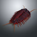 Detailed Red Trilobite With Orange Antennae And Legs On Gray Background