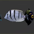 Vibrant Tropical Fish Displaying Colorful Patterns Yellow White Blue and Spotted Markings