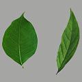 Green Leaves With Visible Veins And Natural Texture On Gray Background