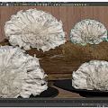 White Fluffy Mushroom Clusters Displayed On Wooden Log And Plates