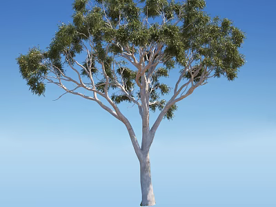 Tall Green Leafy Tree With White Trunk Against Clear Blue Sky 3d model