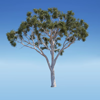 Tall Green Leafy Tree With White Trunk Against Clear Blue Sky 3d model