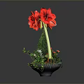 Red Amaryllis Potted Plant With Green Foliage And Black Decorative Pot