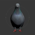 Gray Pigeon With Green Iridescent Neck And Red Feet Standing On Dark Background