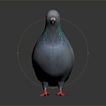 Modern pigeon domestic pigeon racing pigeon short-range pigeon 3d model