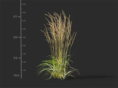 Tall Ornamental Grass With Golden Foliage And Slender Green Leaves 3d model