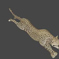 Cheetah 3D Model In Dynamic Running Pose With Detailed Fur Pattern