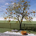 Garden Fruit Tree Orchard Persimmon Tree Landscape Tree Point View Tree Courtyard Landscape 3d model