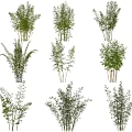 Diverse Ornamental Trees with Different Growth Forms and Lush Green Foliage