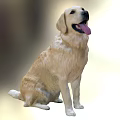 Golden Retriever Game Character Sitting With Tongue Out And Light Fur