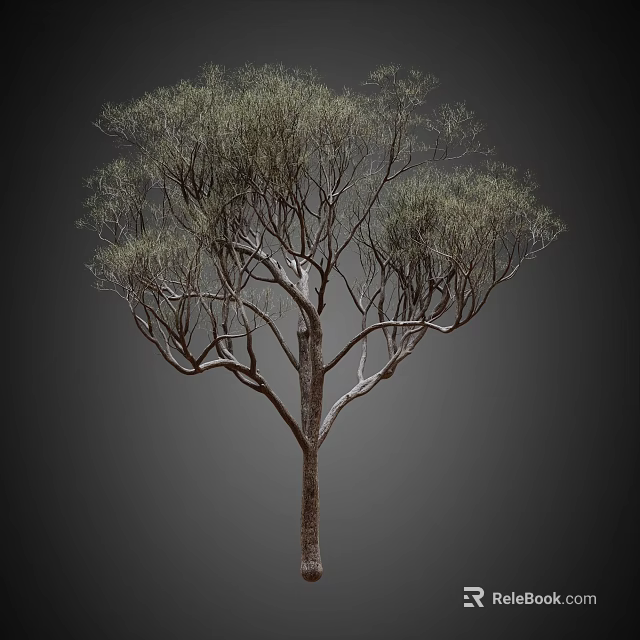 Tall Tree With Slender Branches Delicate Green Leaves And Brown Trunk In Natural Growth 3d model 