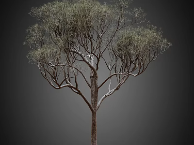 Tall Tree With Slender Branches Delicate Green Leaves And Brown Trunk In Natural Growth 3d model