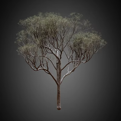Tall Tree With Slender Branches Delicate Green Leaves And Brown Trunk In Natural Growth 3d model