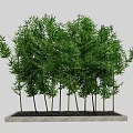 Lush Green Bonsai Potted Plants In Rectangular Container With Neat Arrangement 3d model