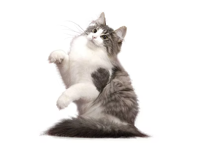 Adorable Gray And White Cat Sitting And Raising Front Paws On White Background 3d model