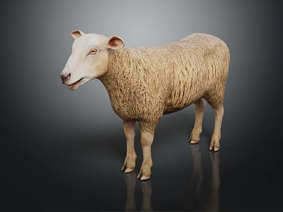 Realistic White Sheep With Thick Fluffy Wool Standing On Black Background Showing Detailed Features 3d model