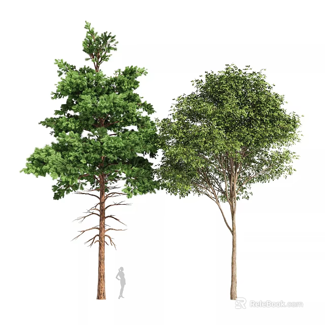 Tall Arbor Trees With Dense Green Foliage And Human Figure For Scale 3d model 