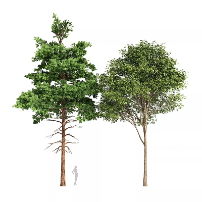 Tall Arbor Trees With Dense Green Foliage And Human Figure For Scale 3d model