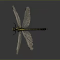 Vibrant Yellow And Black Dragonfly With Transparent Wings And Slender Body In Neutral Background