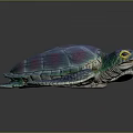 Modern Turtle Cartoon Turtle 3d model