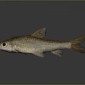 Brown Scaled Fish With Black Eyes Fins And Tail On Gray Background With Reflection Below