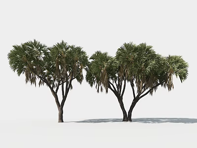 Tropical Evergreen Trees with Lush Green Leaves and Slender Trunks in Natural Scene 3d model