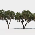 Palm Tree Landscape Tree 3d model