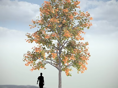 Tall Deciduous Tree With Orange Green Leaves And Person Silhouette Against Cloudy Sky 3d model