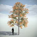 Tall Deciduous Tree With Orange Green Leaves And Person Silhouette Against Cloudy Sky