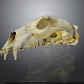 Detailed Animal Skull Bone Structure With Sharp Teeth And Anatomical Features 3d model