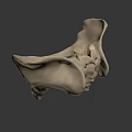 Detailed White Human Pelvis Model on Dark Background for Anatomical Study