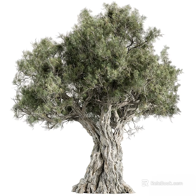 Lush Green Arbor With Thick Trunk And Textured Bark Dense Foliage And Natural Growth Pattern 3d model 