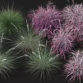 Diverse Green and Purple Ornamental Grasses for Lush Garden Landscaping