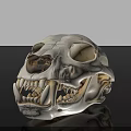White Animal Skull With Sharp Teeth And Eye Sockets On Black Background