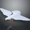 White Dove With Spread Wings Orange Beak And Feet On Dark Background With Reflection