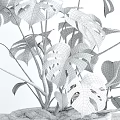 Potted Monstera Plant With Large Green Leaves On White Surface For Indoor Decor