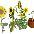 Sunflowers In Various Growth Stages With Green Leaves In Vase And Pot