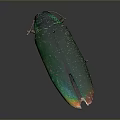 Shiny Metallic Green Beetle With Red Orange Tail Isolated On Gray Background