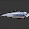 Whole Fresh Fish with Silver Pink Body on Grey Background and Clear Reflection